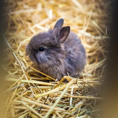 Lodge Ferienhuette Hoitahuettl
